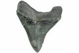 Serrated, Fossil Megalodon Tooth - South Carolina #234035-1